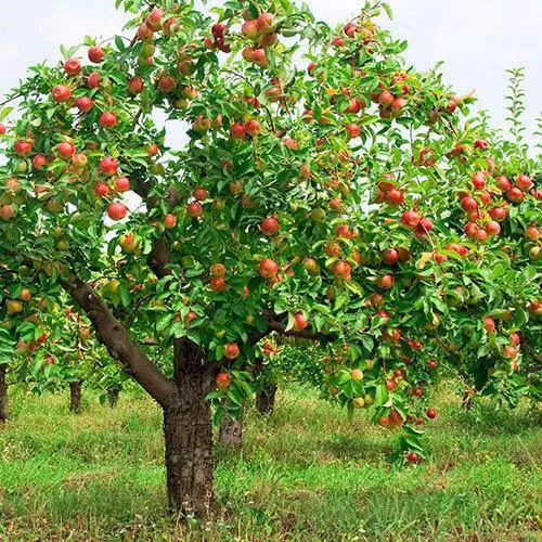 Get Your Hands on the Delicious Hariman 99 Low Chill Fruit Grafted Plant