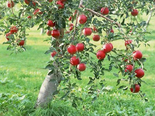Get Your Hands on the Delicious Hariman 99 Low Chill Fruit Grafted Plant
